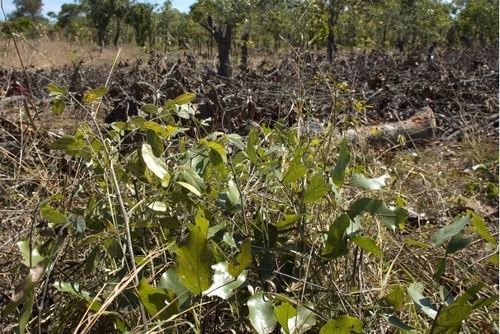 Plantação de pinhão manso para biocombustíveis, Zâmbia (© JWalker, CIFOR)
