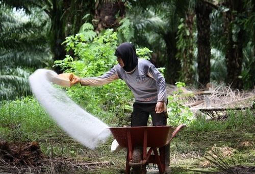 Use of fertilizer at Indonesian palm oil plantation(©Agus Andrianto)