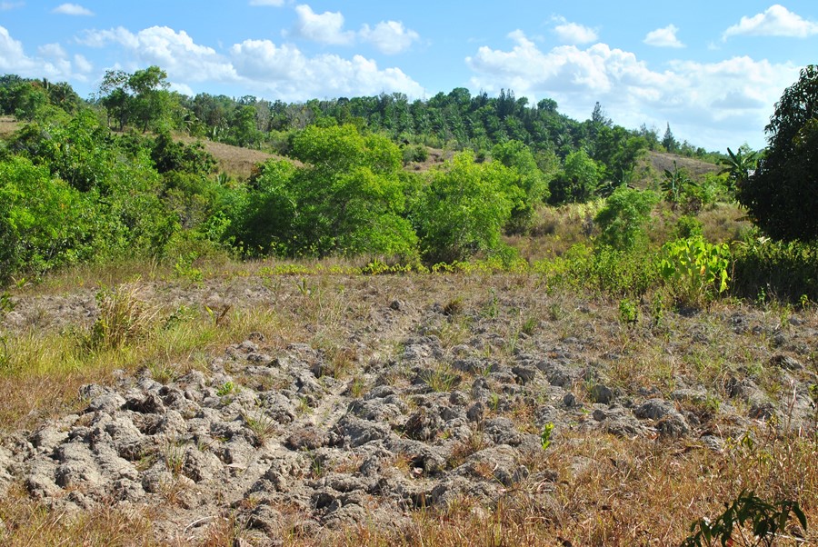 Trockenes Land in der Bohol Insel