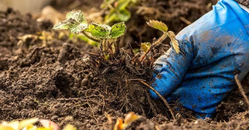 © Réseau d'action contre les pesticides