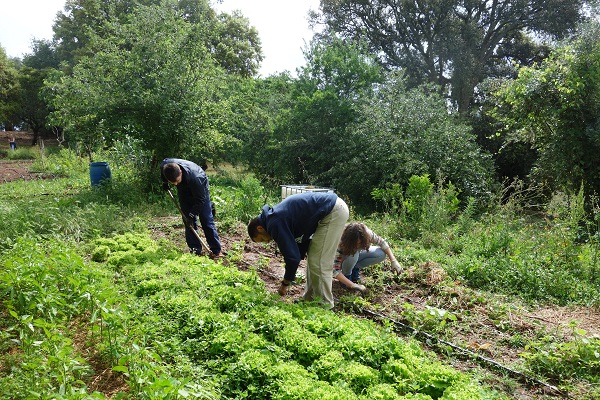 Cultivando