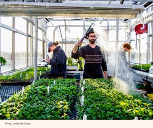 De vrijwilligers van de ecowijk Ahuntsic-Cartierville in Montreal komen elk jaar samen om rond 1800 variëteiten biologische groenten te groeien en te produceren. (Foto: David Costa)