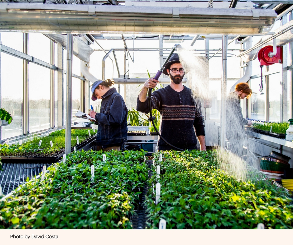 Les bénévoles de l'éco-quartier Ahuntsic-Cartierville à Montréal se rassemblent pour cultiver et produire chaque année environ des variétés de légumes biologiques 1800. (Photo: David Costa)